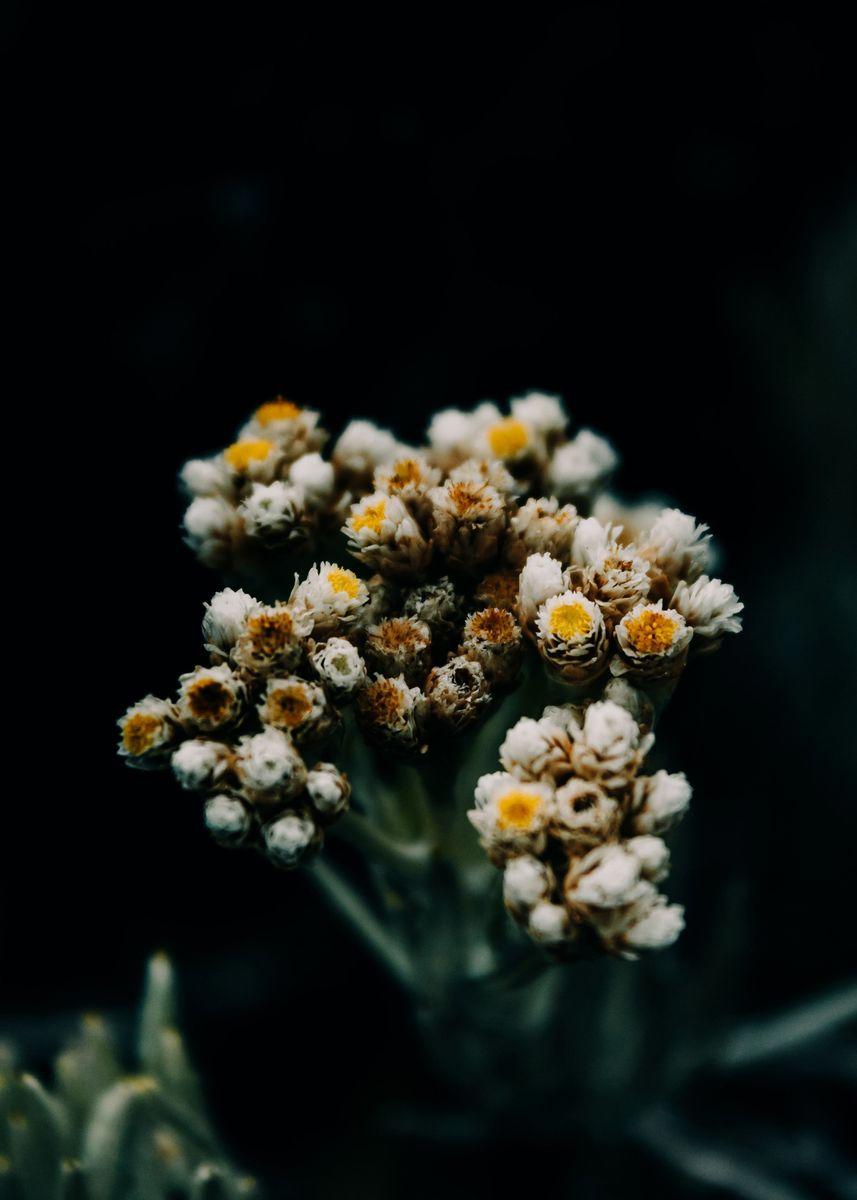 unnamed image